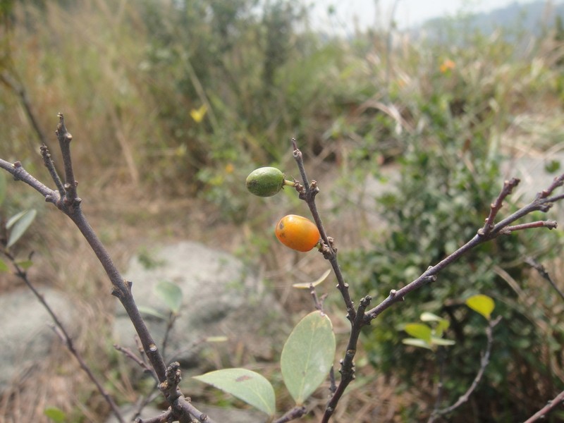 Wikstroemia pachyrachis