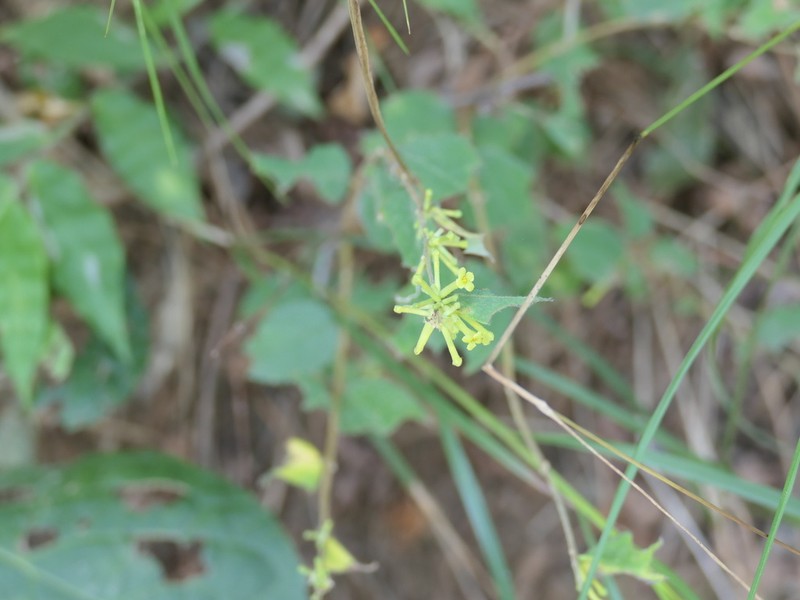 Wikstroemia pampaninii
