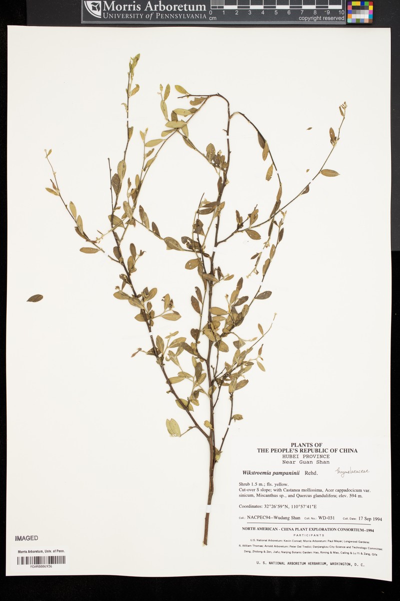 Wikstroemia pampaninii photo 3
