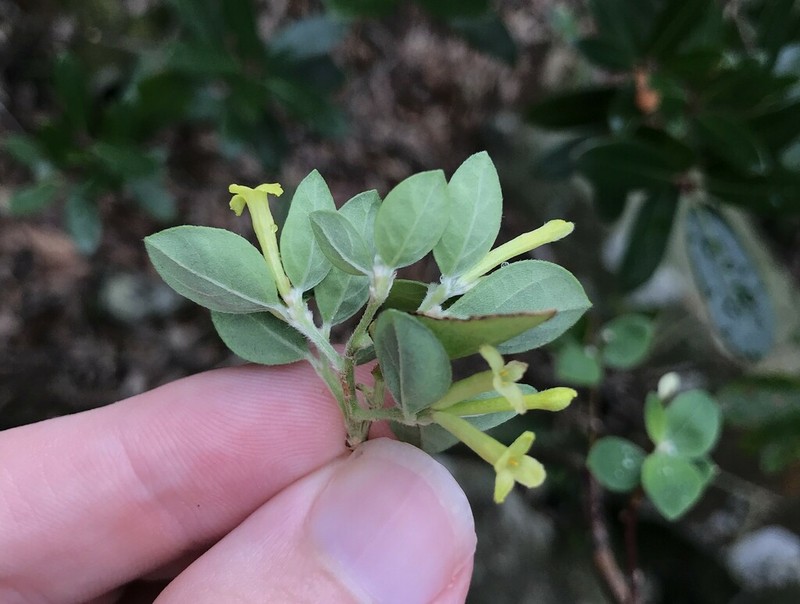 Wikstroemia pauciflora photo 2