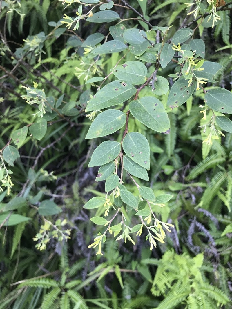 Wikstroemia pauciflora photo 3