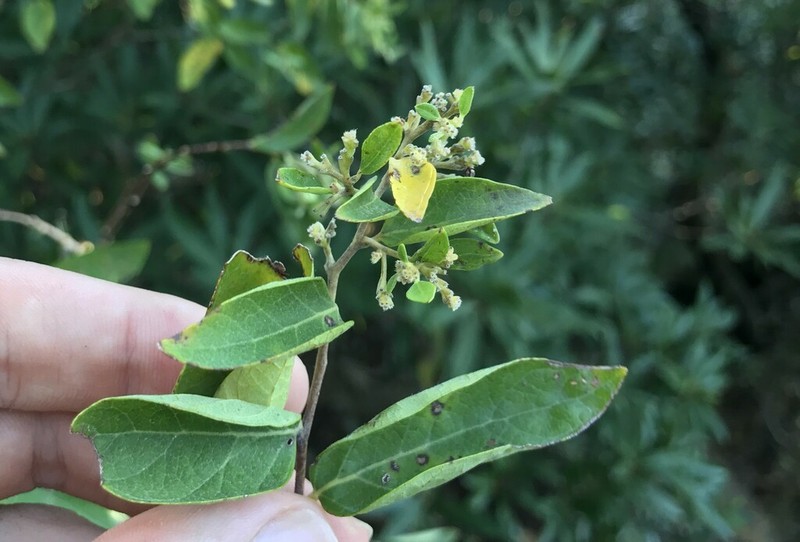 Wikstroemia pauciflora photo 4