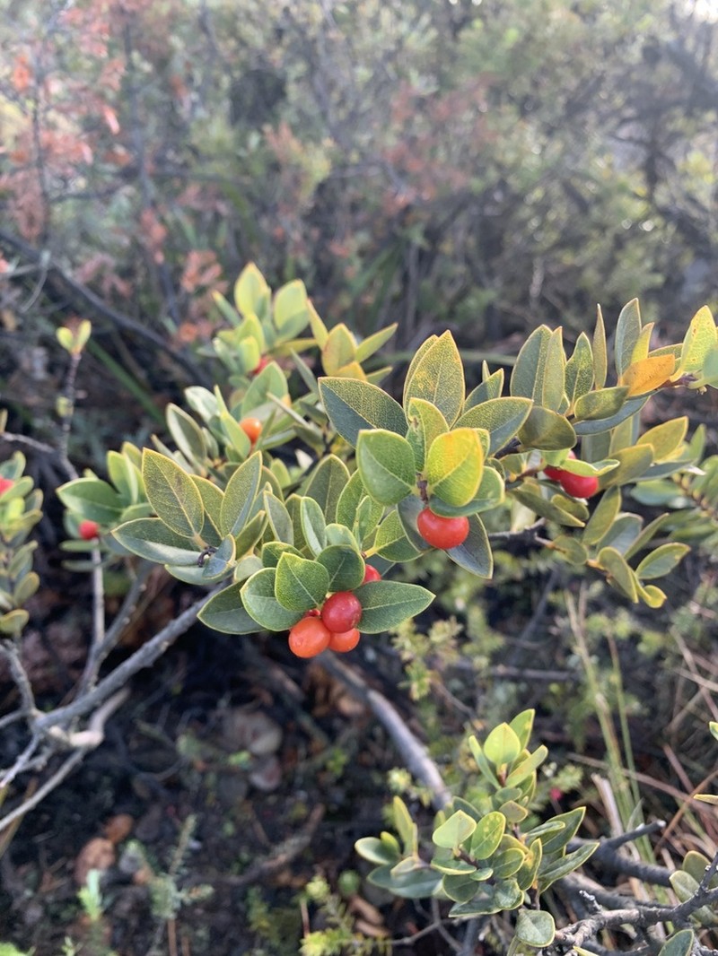 Hawai'I False Ohelo