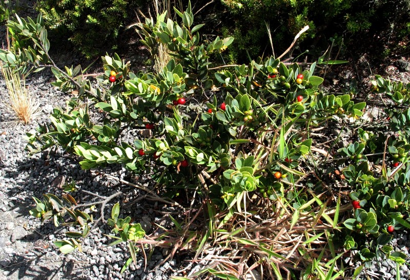 Hawai'I False Ohelo photo 4