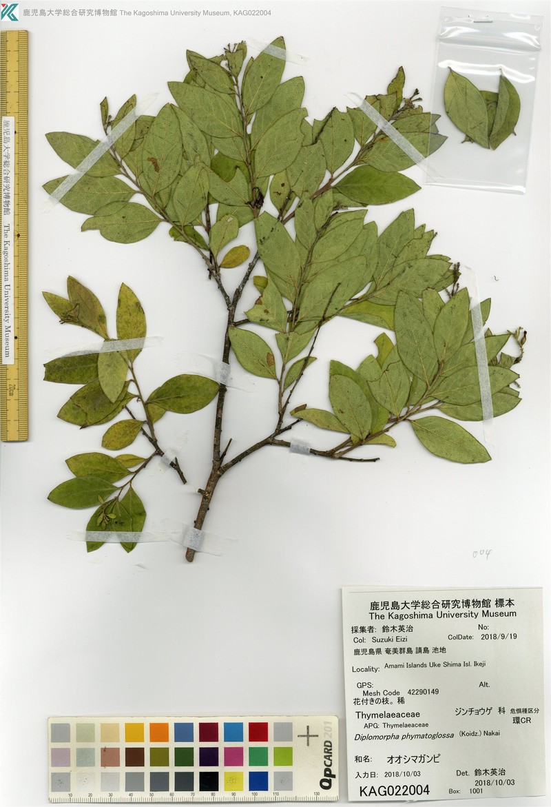 Wikstroemia phymatoglossa