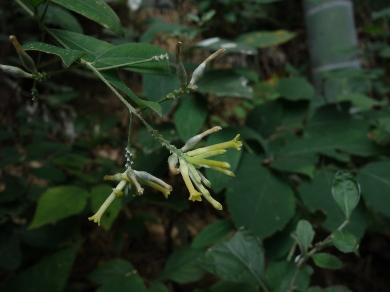 Wikstroemia pilosa