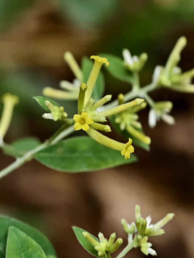 Wikstroemia pilosa photo 2