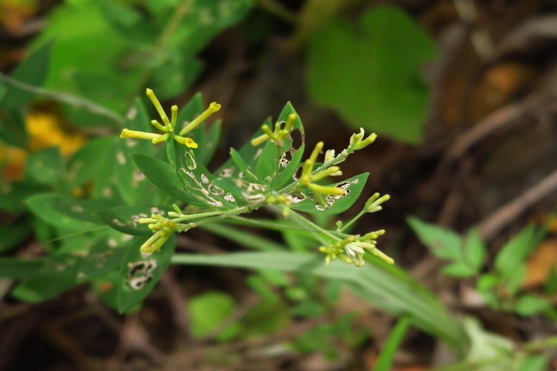 Wikstroemia pilosa photo 3