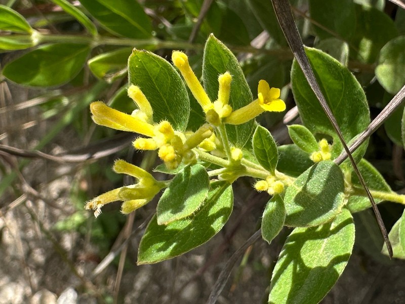 Wikstroemia pilosa photo 4
