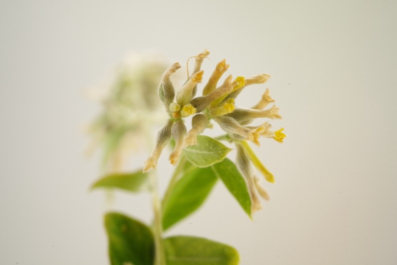 Wikstroemia pilosa photo 5