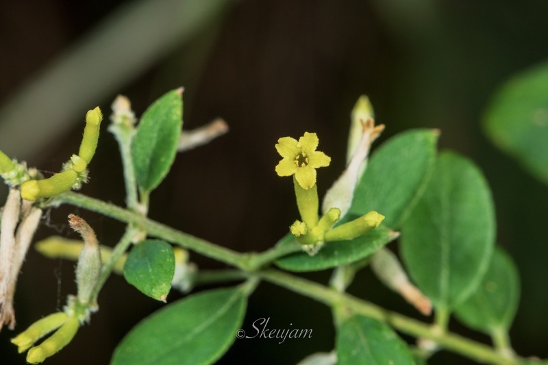 Wikstroemia pilosa photo 6