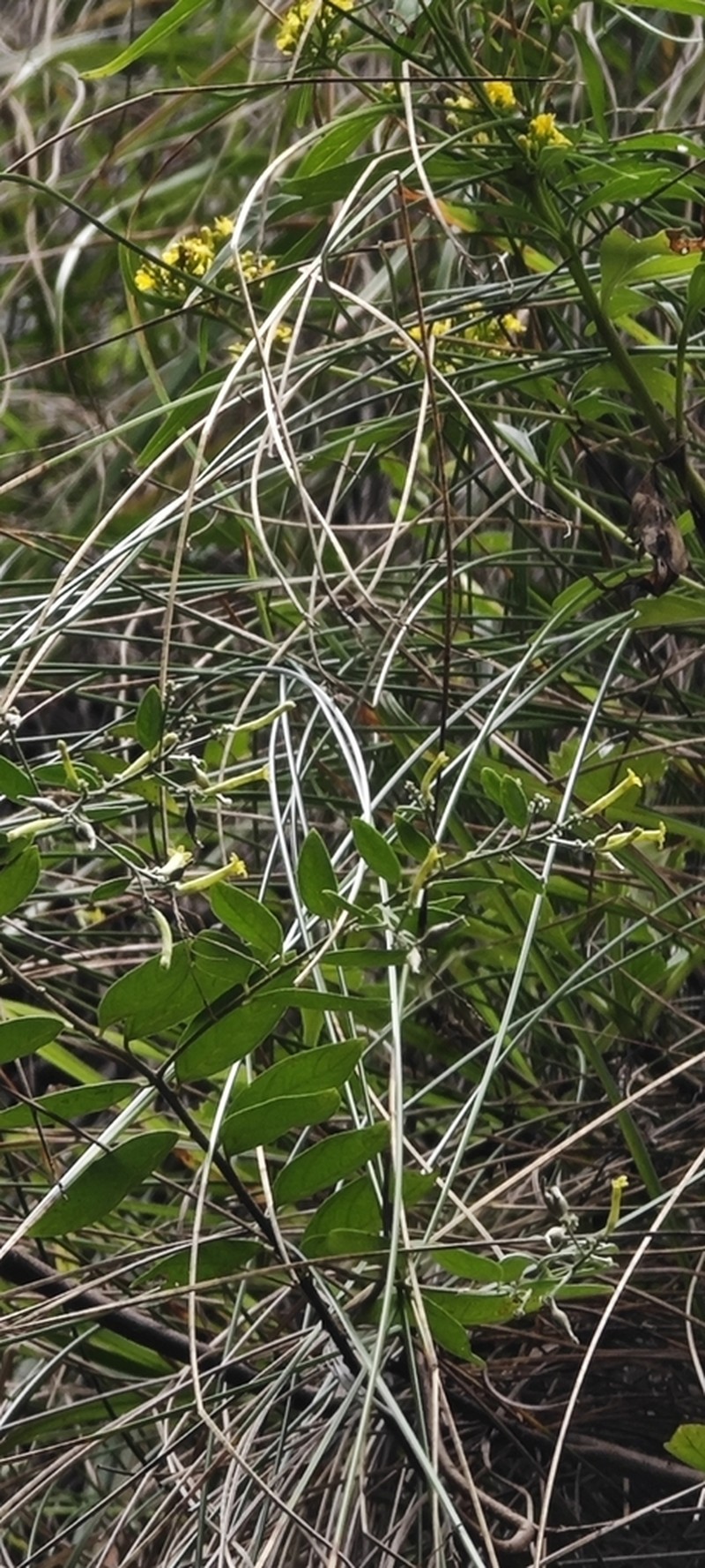 Wikstroemia pilosa photo 7