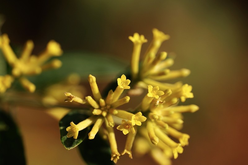Wikstroemia pilosa photo 8