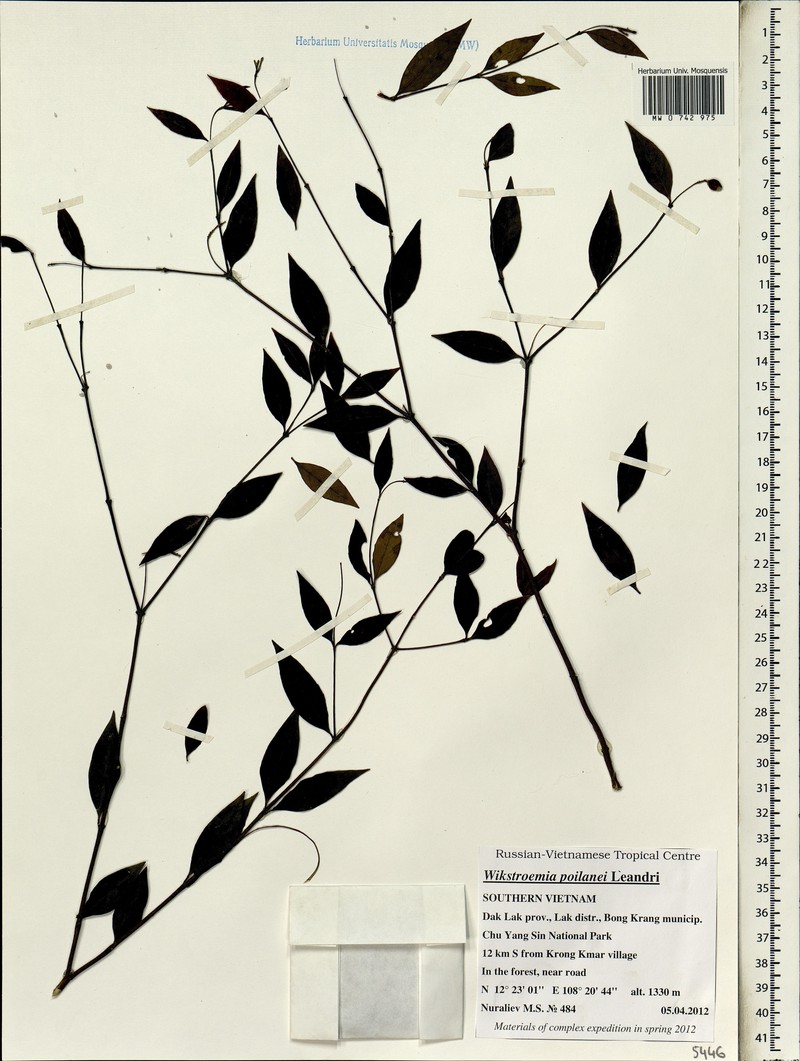 Wikstroemia poilanei