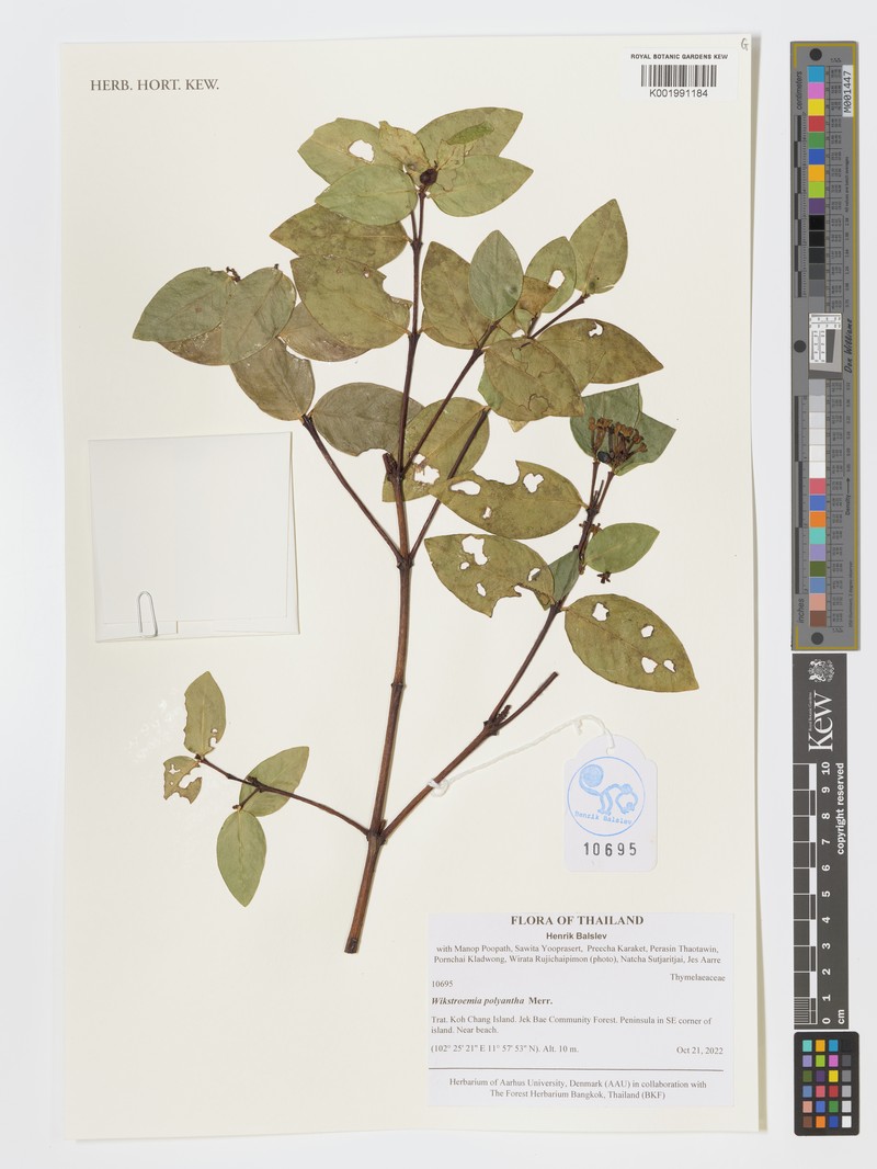 Wikstroemia polyantha