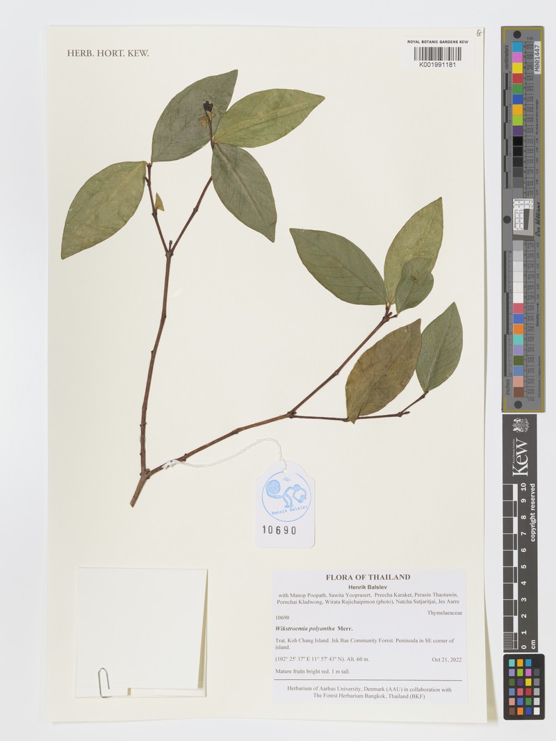 Wikstroemia polyantha photo 2