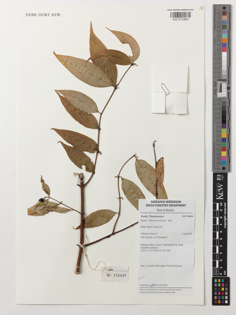 Wikstroemia polyantha photo 3
