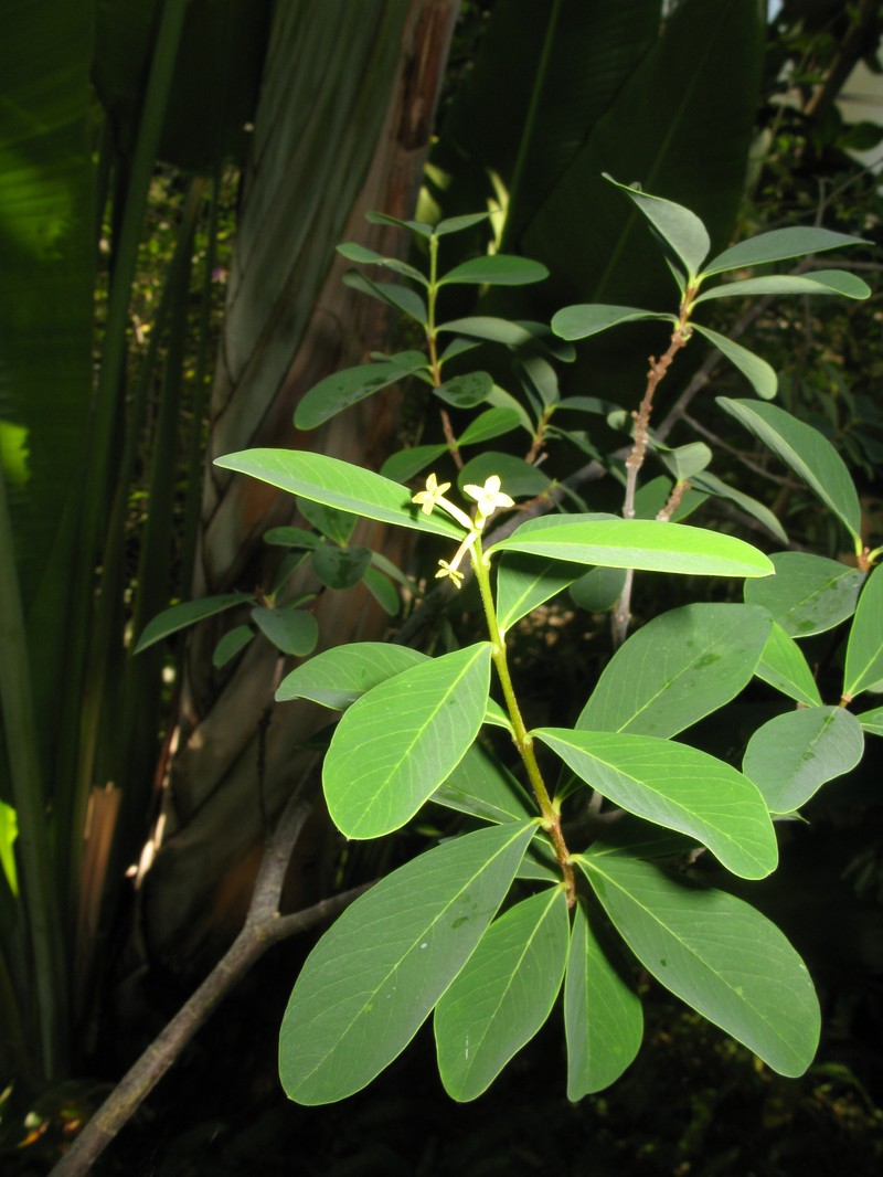 Wikstroemia pseudoretusa