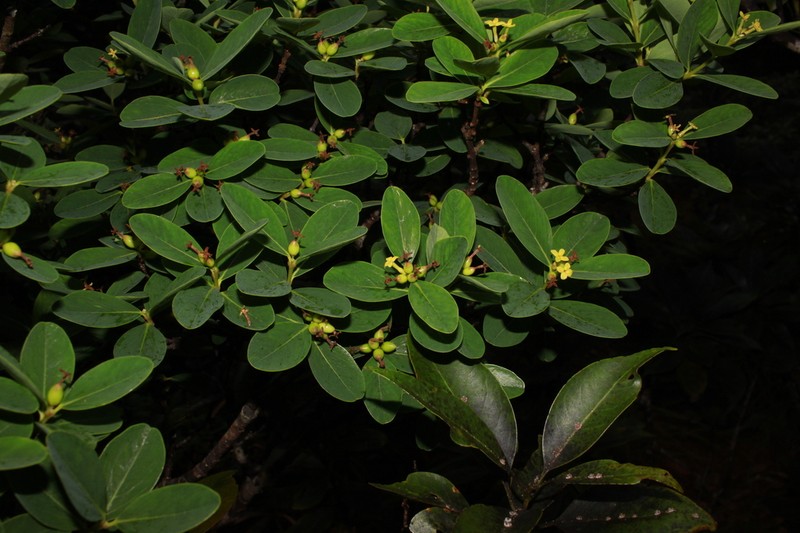 Wikstroemia pseudoretusa photo 2