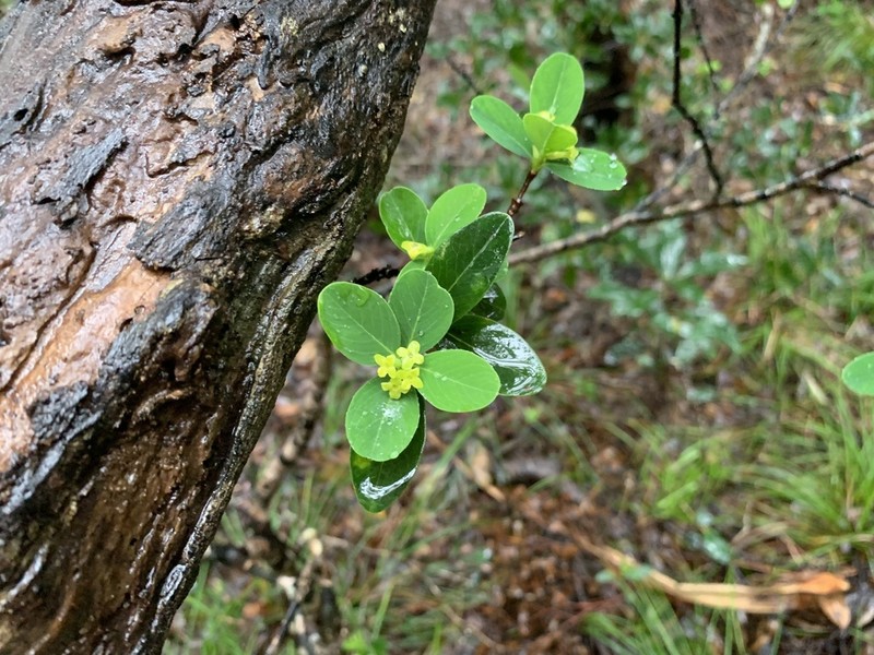 Wikstroemia pseudoretusa photo 3