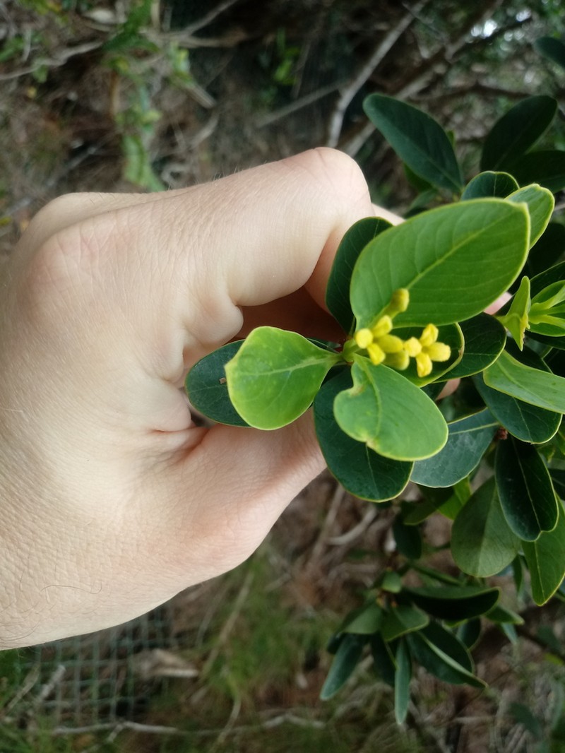 Wikstroemia pseudoretusa photo 5