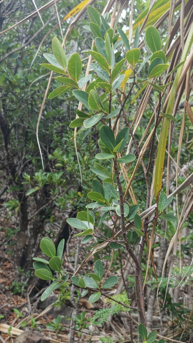 Wikstroemia pseudoretusa photo 6