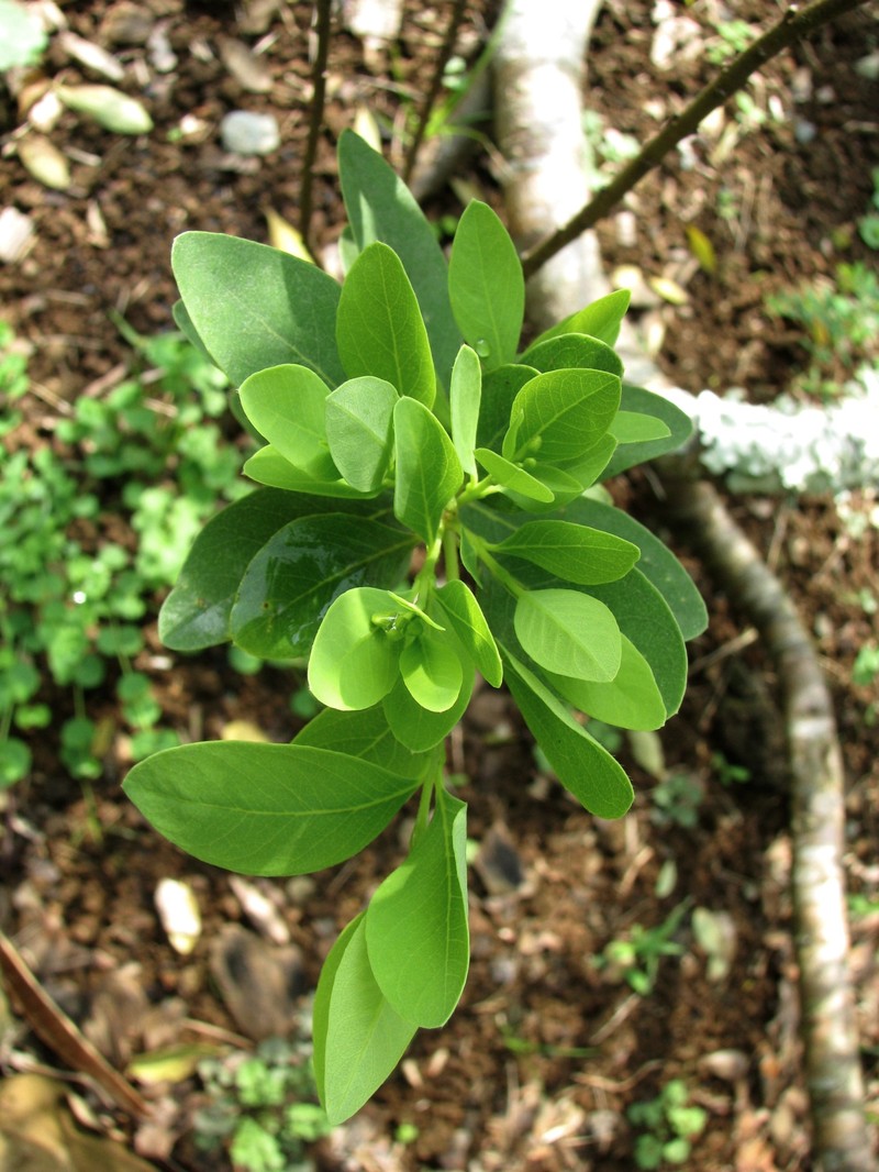 Kohala False Ohelo photo 3