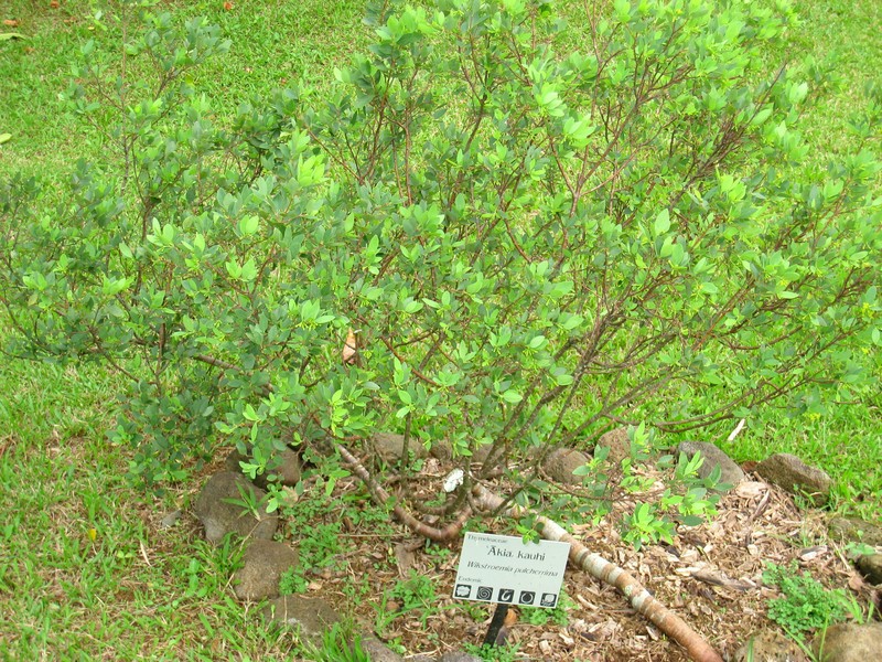 Kohala False Ohelo photo 5