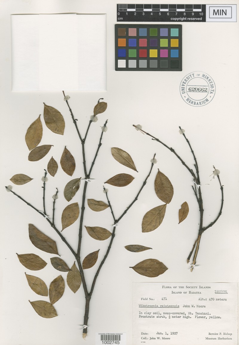 Wikstroemia raiateensis