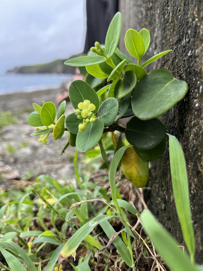 Wikstroemia retusa