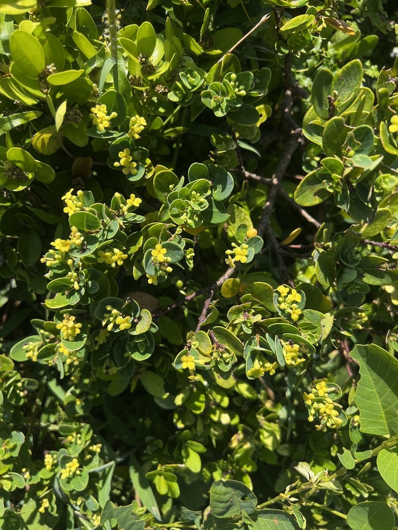 Wikstroemia retusa photo 2