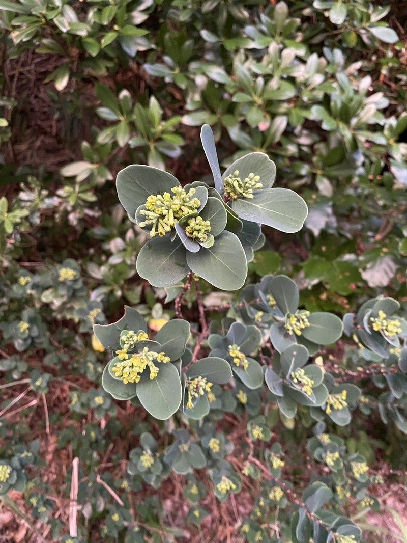 Wikstroemia retusa photo 3