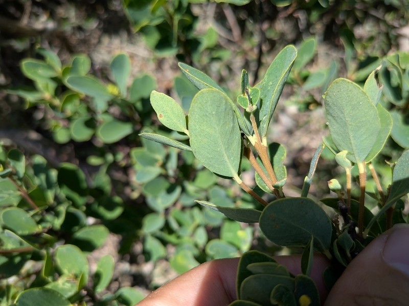 Wikstroemia retusa photo 5