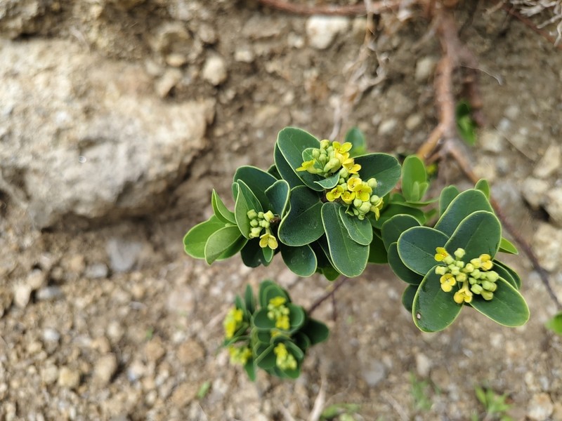 Wikstroemia retusa photo 6