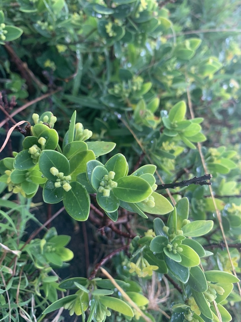 Wikstroemia retusa photo 8