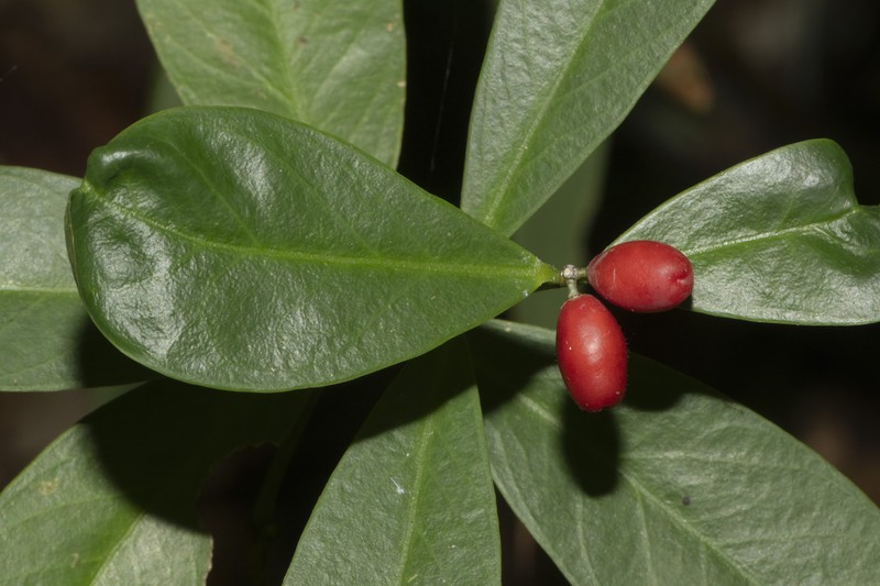Wikstroemia ridleyi photo 2