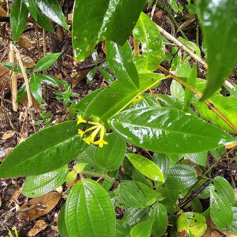 Wikstroemia ridleyi photo 3