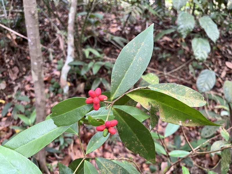 Wikstroemia ridleyi photo 4