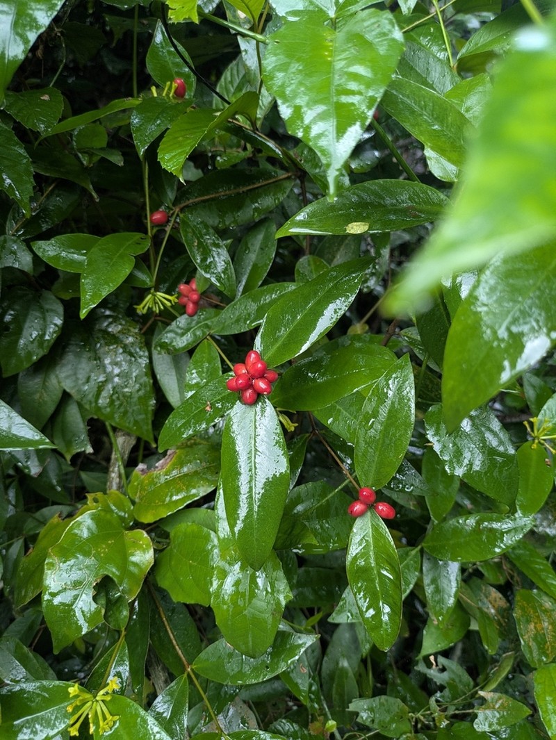 Wikstroemia ridleyi photo 5