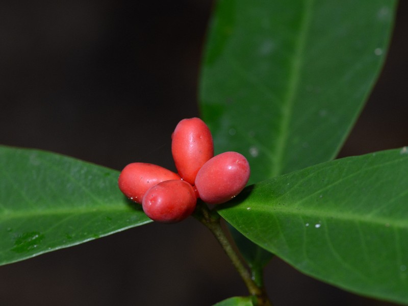Wikstroemia ridleyi photo 6