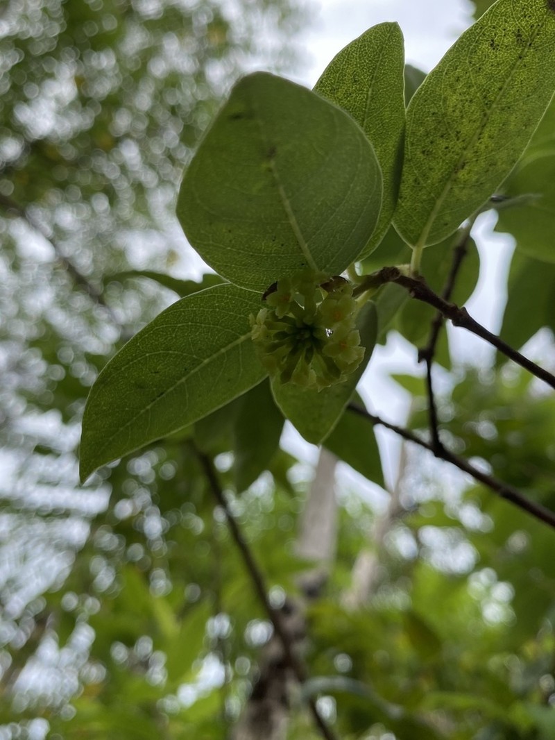 Variableleaf False Ohelo