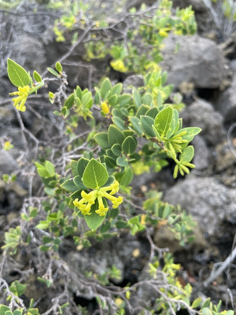 Variableleaf False Ohelo photo 2