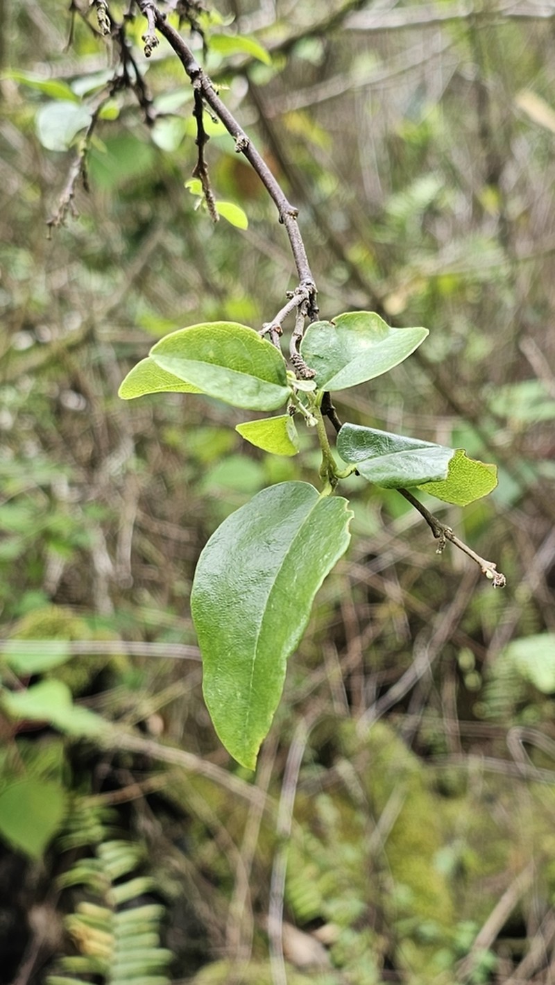 Variableleaf False Ohelo photo 3