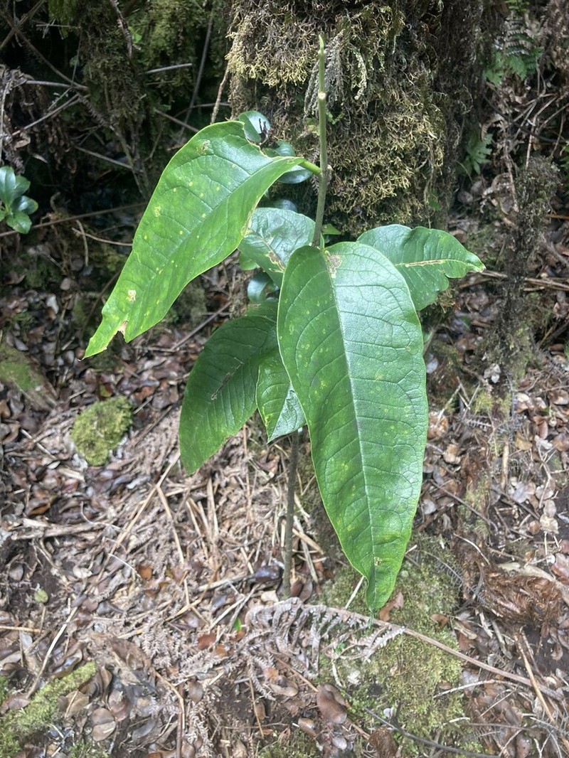 Variableleaf False Ohelo photo 4