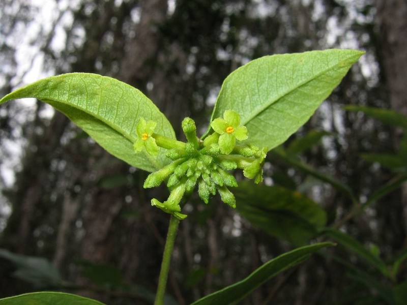 Variableleaf False Ohelo photo 5