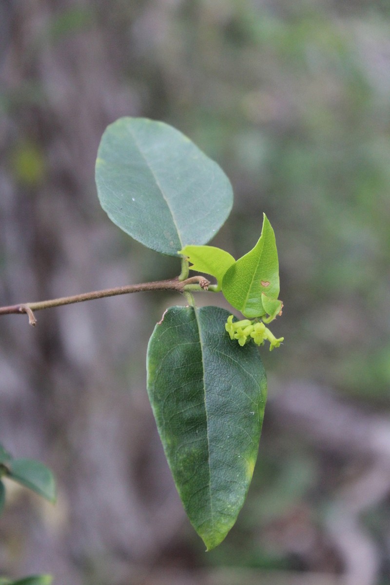 Variableleaf False Ohelo photo 6