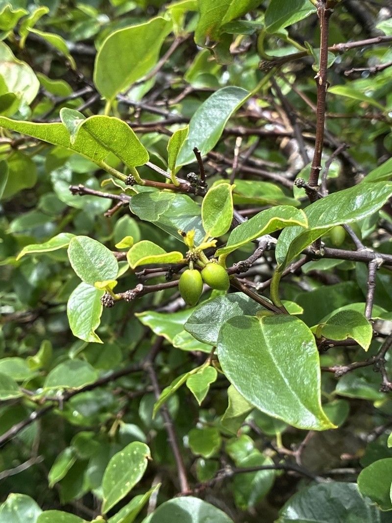 Variableleaf False Ohelo photo 7