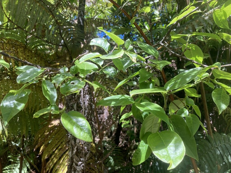 Variableleaf False Ohelo photo 8