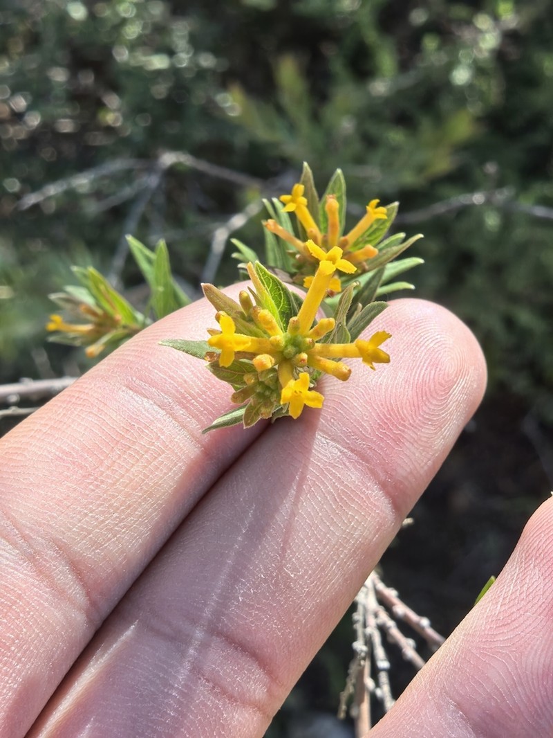 Wikstroemia scytophylla