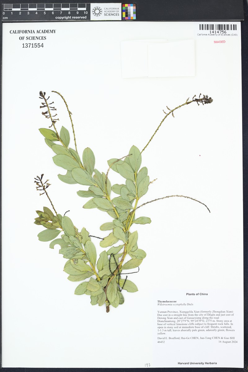 Wikstroemia scytophylla photo 3